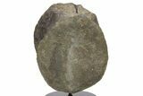 Tyrannosaur (Daspletosaurus?) Vertebra With Stand - Montana #265018-3